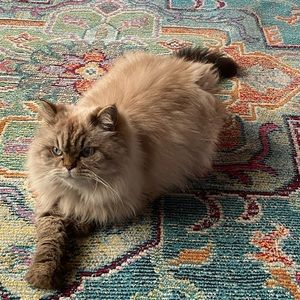 Meet your Posher, Lisa